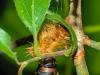 Lymantria sp.